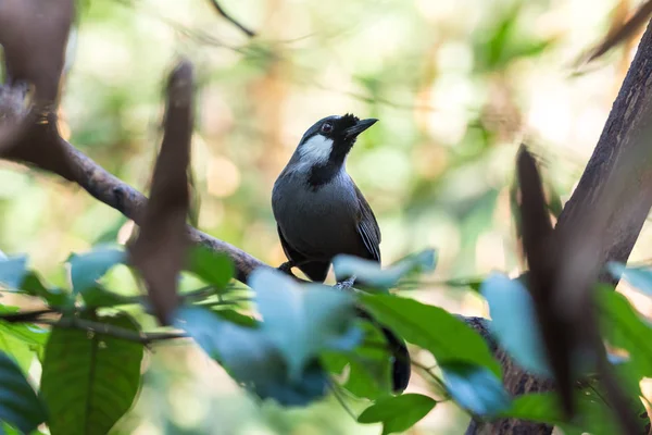Uccello (Mughetto dalla gola nera) in natura — Foto Stock