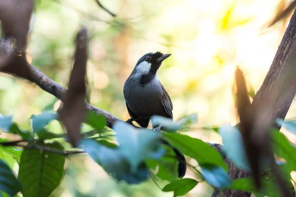Bird (Black-throated Laughingthrush) in nature