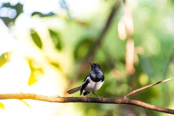 Pájaro (urraca oriental-robin) en una naturaleza salvaje —  Fotos de Stock