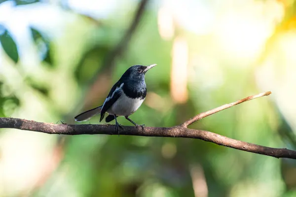 Oiseau (pie-robin d'Orient) dans une nature sauvage — Photo