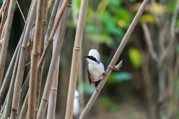 Madár (fehér crested Laughingthrush) a természetben vad — Stock Fotó