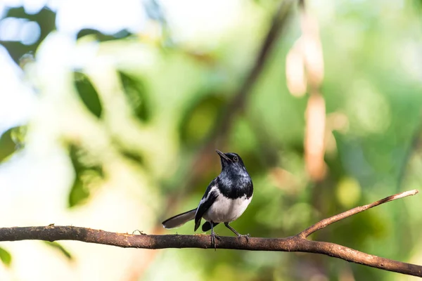 Fågel (orientaliska magpie-robin) i en vild natur — Stockfoto
