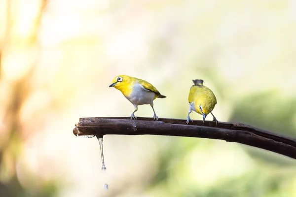 Madár (Swinhoe "s White-eye) a természetben vad — Stock Fotó