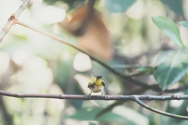 白鳥の白目 東洋の白目 独特の白目環と自然界の野生の木の上に全体的な黄色の上部に浸透 — ストック写真