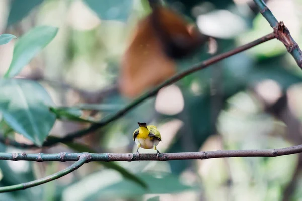 Птица Swinhoes White Eye Oriental White Eye Характерным Белым Кольцом — стоковое фото