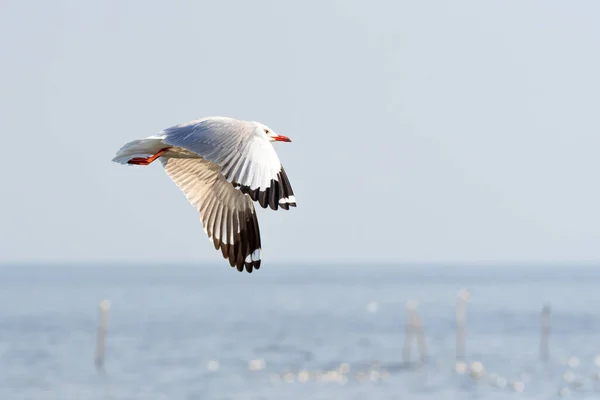 Aves Gaviotas Laridos Chroicocephalus Brunnicephalus Color Blanco Gris Que Vuelan — Foto de Stock