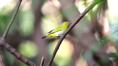 Kuş (Swinhoe White-eye, Oriental white-eye, Zosterops simplex) doğada bir ağaca tünemiş beyaz göz halkası ve genel olarak sarımsı üst kısımları vardır.