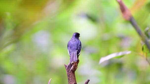 野生の自然の木に腰掛け鳥 東洋カササギ ロビンについては Saularis 男性の黒と白の色 — ストック動画