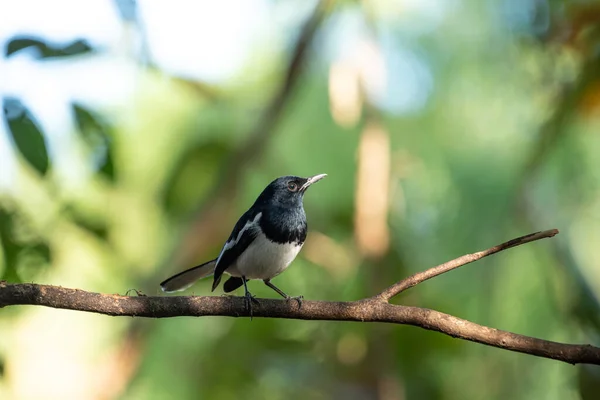野生の自然の木に腰掛け鳥 東洋カササギ ロビンについては Saularis 男性の黒と白の色 — ストック写真