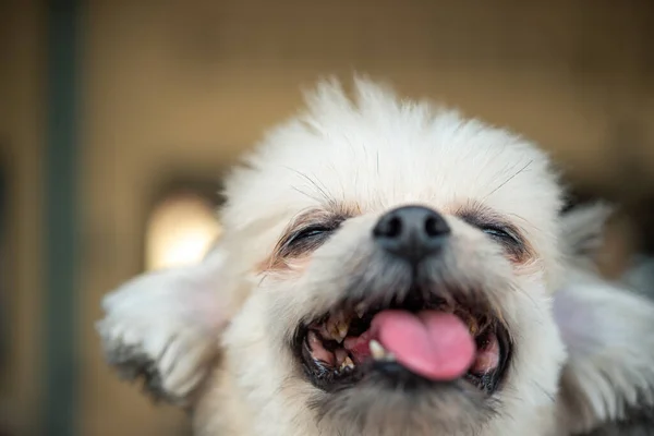 Chien Mignon Race Mixte Avec Shih Tzu Poméranie Caniche Regarder — Photo