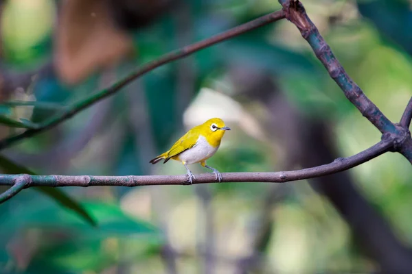 Fågel Swinhoes White Eye Oriental Vitöga Med Distinkt Vit Ögonring — Stockfoto