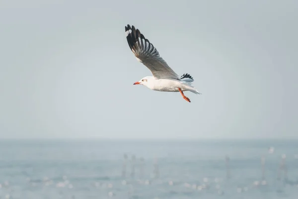 Птица Seagulls Laridae Chroicocephalus Brunnicephalus Белого Серого Цвета Летящая Небу — стоковое фото