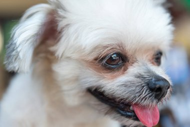 Köpekler Shih-Tzu, Pomeranian ve Kaniş ile çok tatlı melezler. Tatil seyahatlerinde ilginç bir şeyler arıyorlar ve bekliyorlar.