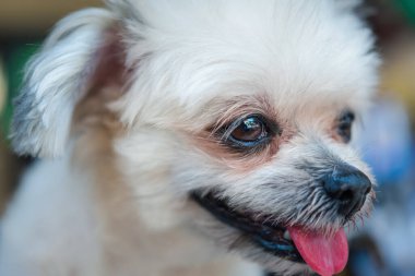Köpekler Shih-Tzu, Pomeranian ve Kaniş ile çok tatlı melezler. Tatil seyahatlerinde ilginç bir şeyler arıyorlar ve bekliyorlar.