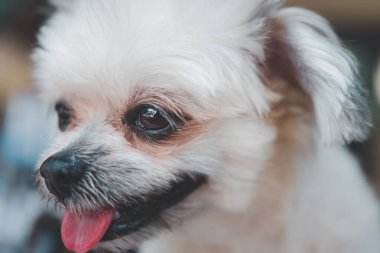 Köpekler Shih-Tzu, Pomeranian ve Kaniş ile çok tatlı melezler. Tatil seyahatlerinde ilginç bir şeyler arıyorlar ve bekliyorlar.