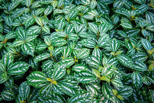 Groene Achtergrond Groene Kleur Van Natuur Plant Blad Milieu Groen — Stockfoto