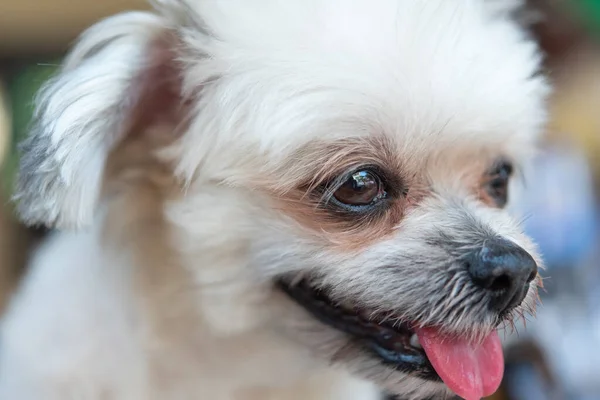 Pes Tak Roztomilé Smíšené Plemeno Shih Tzu Pomeranian Pudl Hledá — Stock fotografie