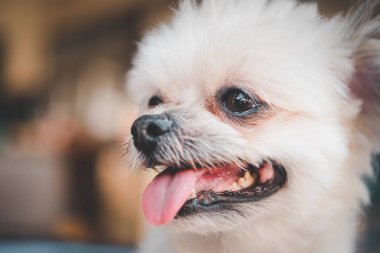 Köpekler Shih-Tzu, Pomeranian ve Kaniş ile çok tatlı melezler. Tatil seyahatlerinde ilginç bir şeyler arıyorlar ve bekliyorlar.
