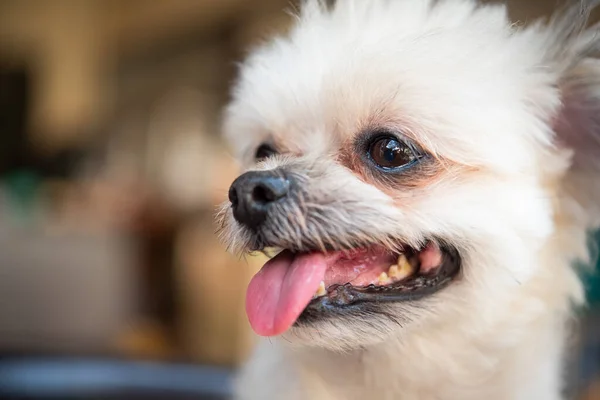 Câine Atât Drăguț Rasă Mixtă Shih Tzu Pomeranian Poodle Căutarea — Fotografie, imagine de stoc