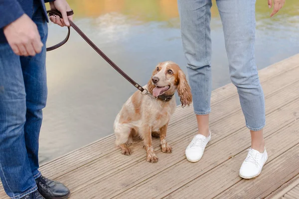 Köpek sahiplerinin ayaklarının dibindedir. Köpek kırsalda yürüyor. Pedigree spaniel