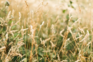 Şafakta altın çiviler. Güzel manzara..