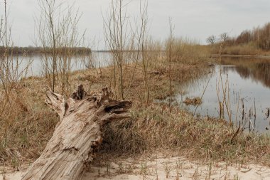 Kıyıdaki batık kütükler. Sahilin manzarası. Rus nehrinin manzarası. Kıyıdaki kütükler.