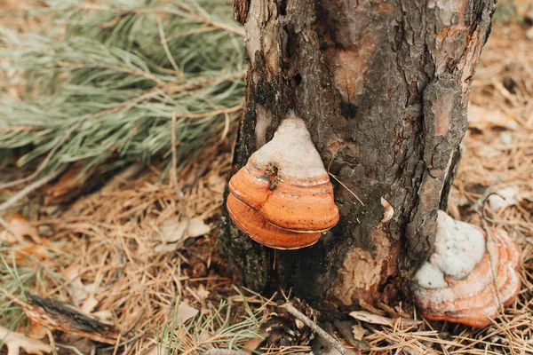 The mushrooms grow on a tree. Mushrooms grow on hemp in the forest. Mushrooms grow on a tree. A forest landscape, close up.