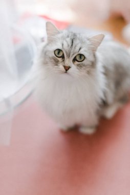 Kedi üzgün bir şekilde kameraya bakar. Evcil bir kedi. Tatlı kedi.. 