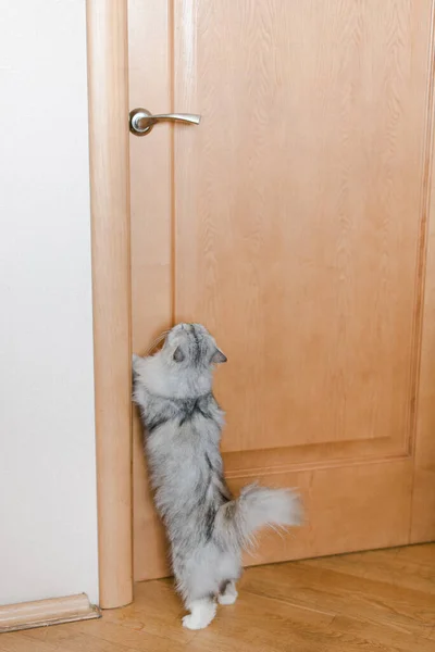 Katten Öppnar Dörren Inhemsk Katt Söt Katt — Stockfoto