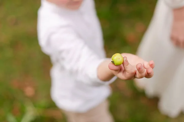 The boy is holding the apples. Apples in the palms of a child.  Little apples in the hands of a child.