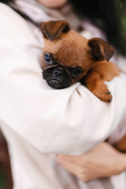 Köpek ve efendi. Küçük kahverengi köpek. El köpeği.. 