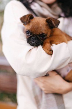 Köpek ve efendi. Küçük kahverengi köpek. El köpeği.. 