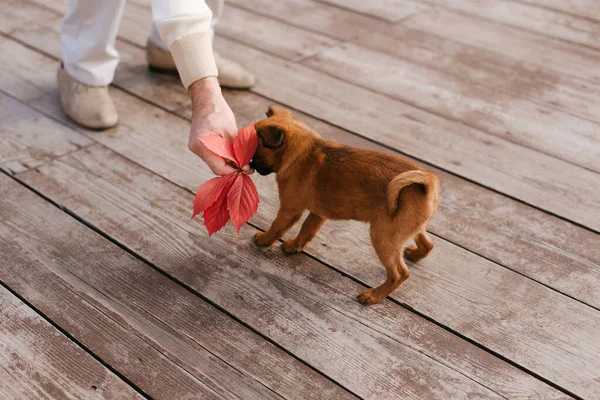 Собака Хозяин Маленький Коричневый Пес Собака — стоковое фото