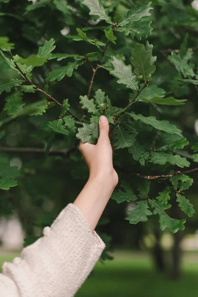 Meşe yaprakları. Yeşil meşe ağacı. İnsanın doğayla bütünlüğü..