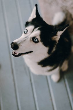 İri köpek. Mavi gözlü bir köpek. Husky geldi.. 