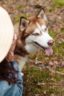 Köpek, ormanda yürüyordu. İri köpek. Kahverengi kabuklu. 
