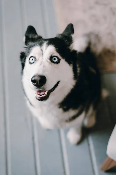 Köpek Mavi Gözlü Bir Köpek Husky Geldi — Stok fotoğraf