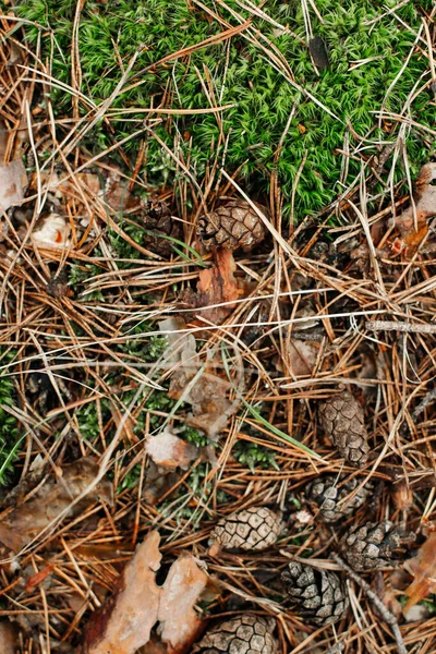 Forest texture. Forest land. Texture of moss and cones. Pine cone.