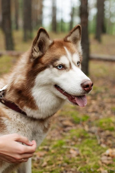 Kutya Erdőben Sétál Husky Kutya Barna Husky — Stock Fotó