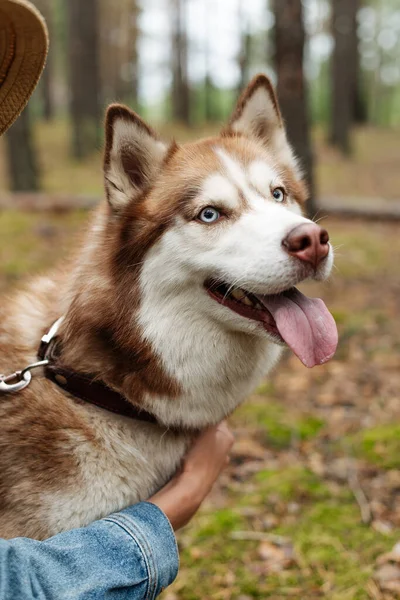 Pies Spaceruje Lesie Husky Pies Brązowy Husky — Zdjęcie stockowe