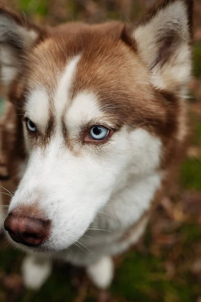 The dog is walking in the woods. Husky dog. Brown husky.