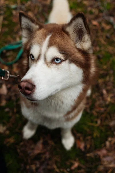 The dog is walking in the woods. Husky dog. Brown husky.