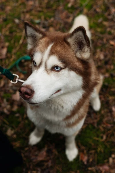 The dog is walking in the woods. Husky dog. Brown husky.