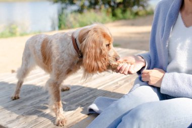 Spanielle köpeği. Sahibi köpeği eğitiyor. Spaniel doğada yürüyor. Soylu bir köpek.. 