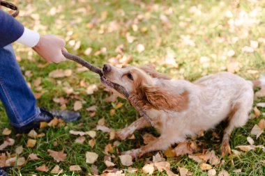 Spanielle köpeği. Köpek sopayla oynuyor. Spanielle doğada yürüyor. Soylu bir köpek..  