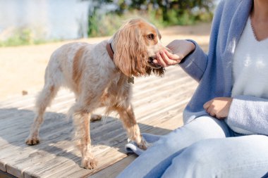 Spanielle köpeği. Sahibi köpeği eğitiyor. Spaniel doğada yürüyor. Soylu bir köpek.. 