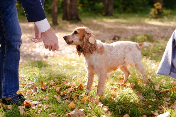Spanielle köpeği. Köpek sahibi ile oynar. Spaniel doğada yürüyor. Soylu bir köpek.. 