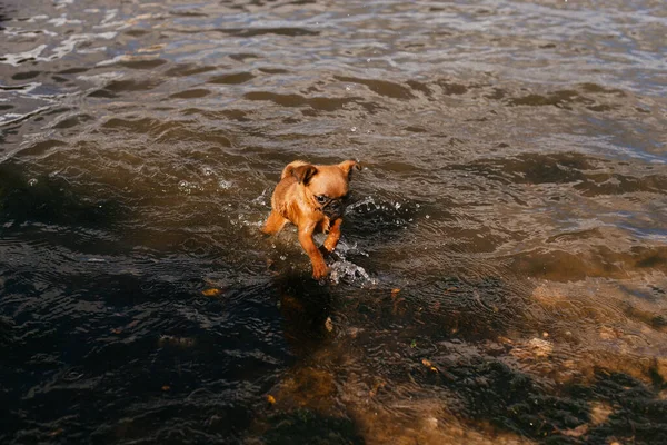 Köpek suda banyo yapar. Köpek nehirde yıkandı. Küçük kahverengi köpek.. 