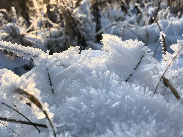 Inverno Neve Cristais Orvalho Planta — Fotografia de Stock