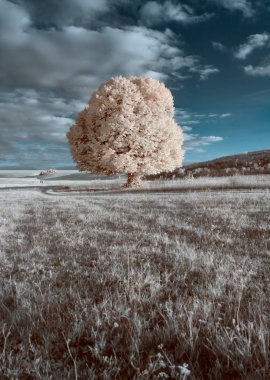Kızılötesi manzara, yalnız ağaç